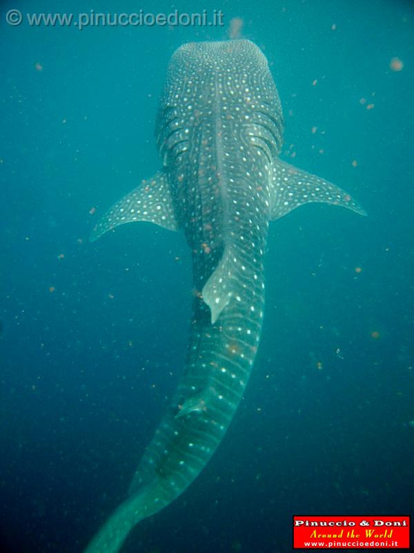 Djibouti - Whale Shark in Djibouti - 20.jpg